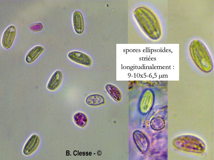 Xenasma pulverulentum