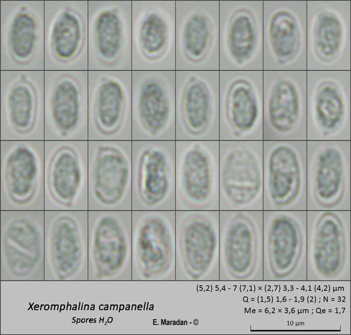 Xeromphalina campanella