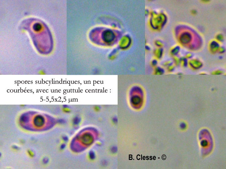 Lyomyces crustosus (Xylodon crustosus)
