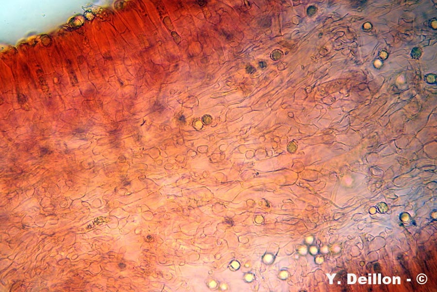 Lactarius aurantiacus