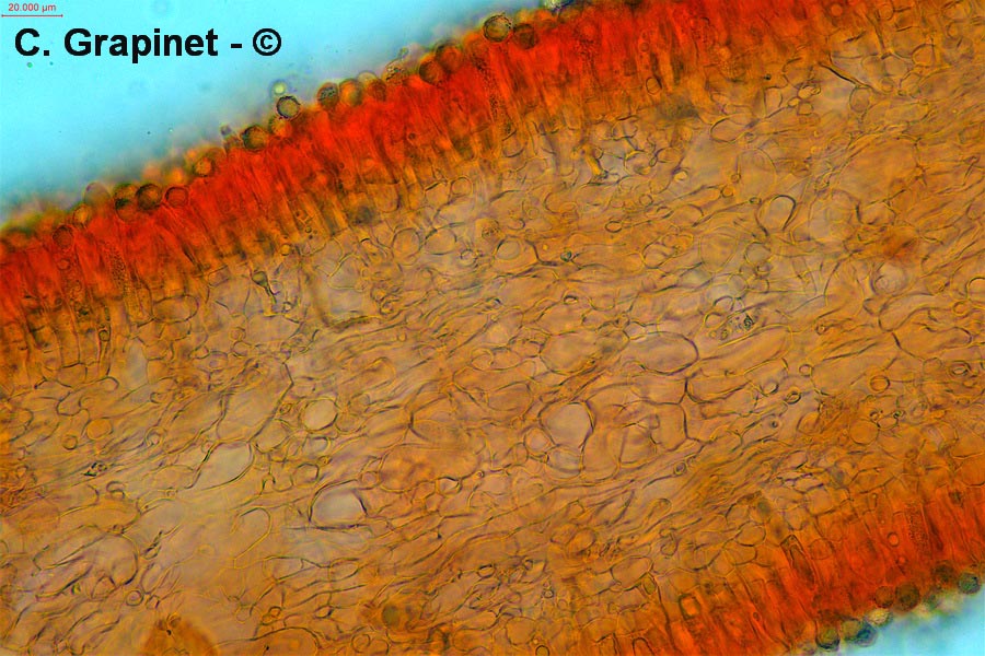 Lactarius aurantiacus