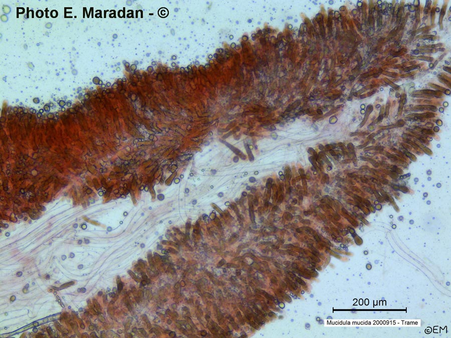 Mucidula mucida (Oudemansiella mucida)