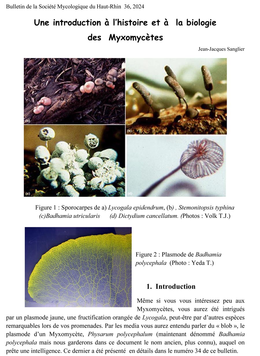 Une introduction à l'histoire et à la biologie des Myxomycètes