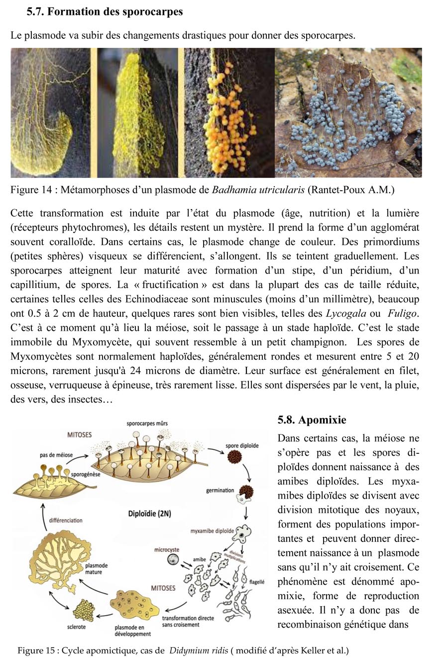 Une introduction à l'histoire et à la biologie des Myxomycètes