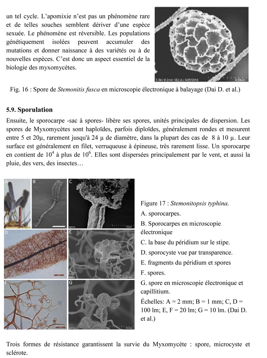 Une introduction à l'histoire et à la biologie des Myxomycètes