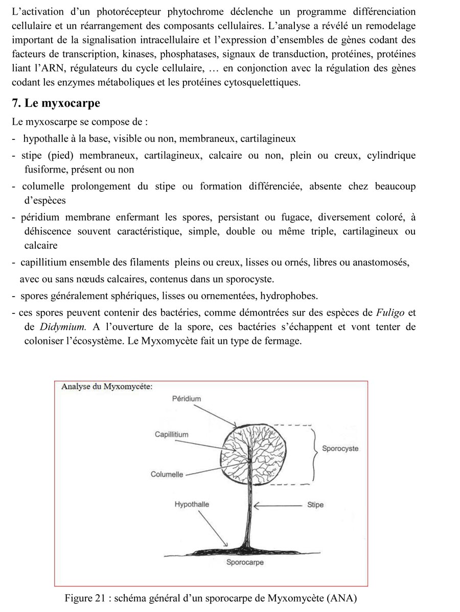 Une introduction à l'histoire et à la biologie des Myxomycètes