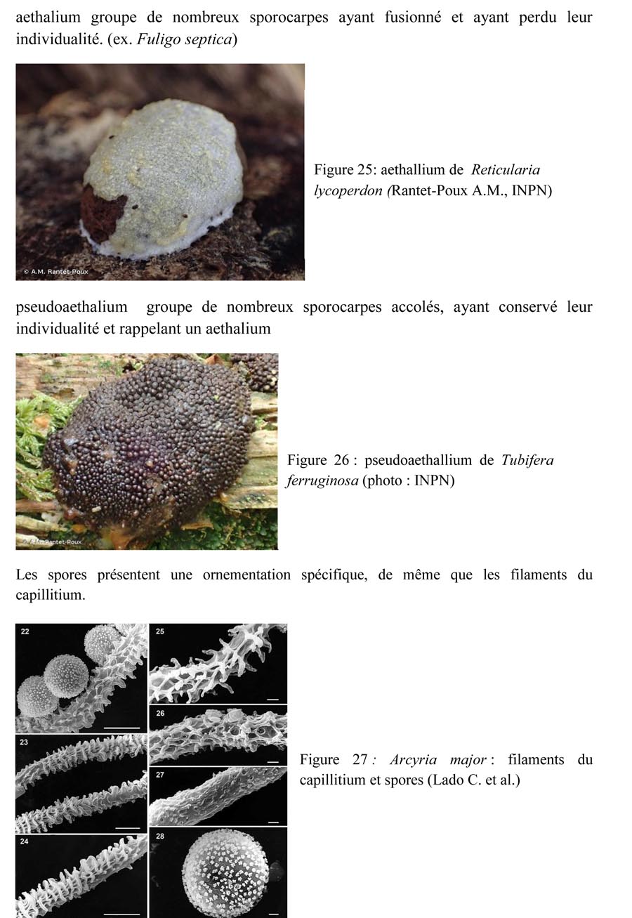 Une introduction à l'histoire et à la biologie des Myxomycètes