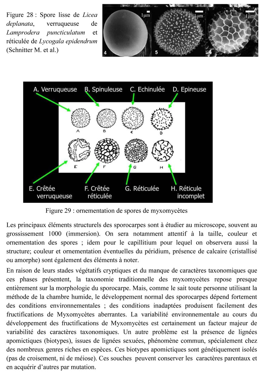 Une introduction à l'histoire et à la biologie des Myxomycètes