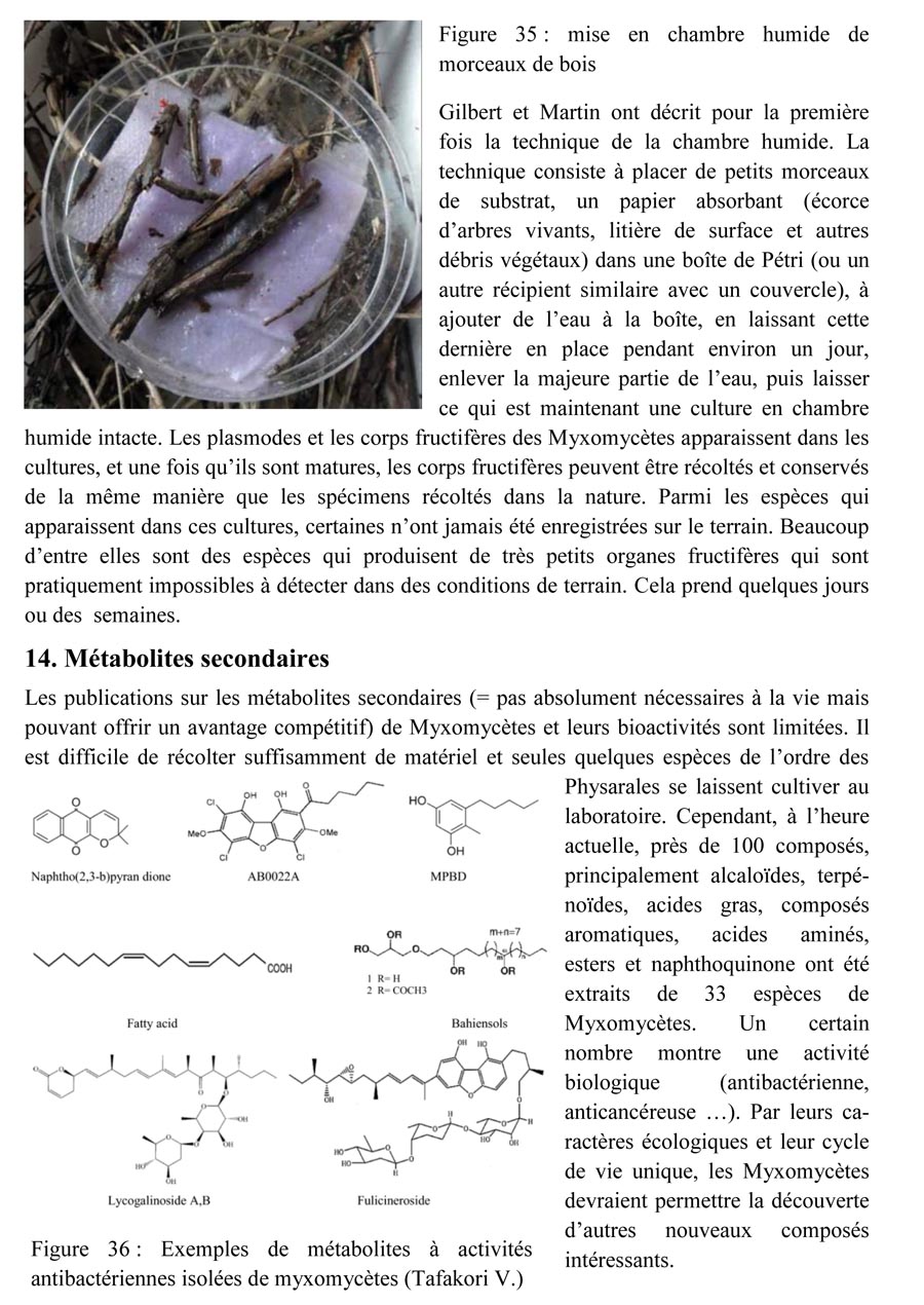 Une introduction à l'histoire et à la biologie des Myxomycètes