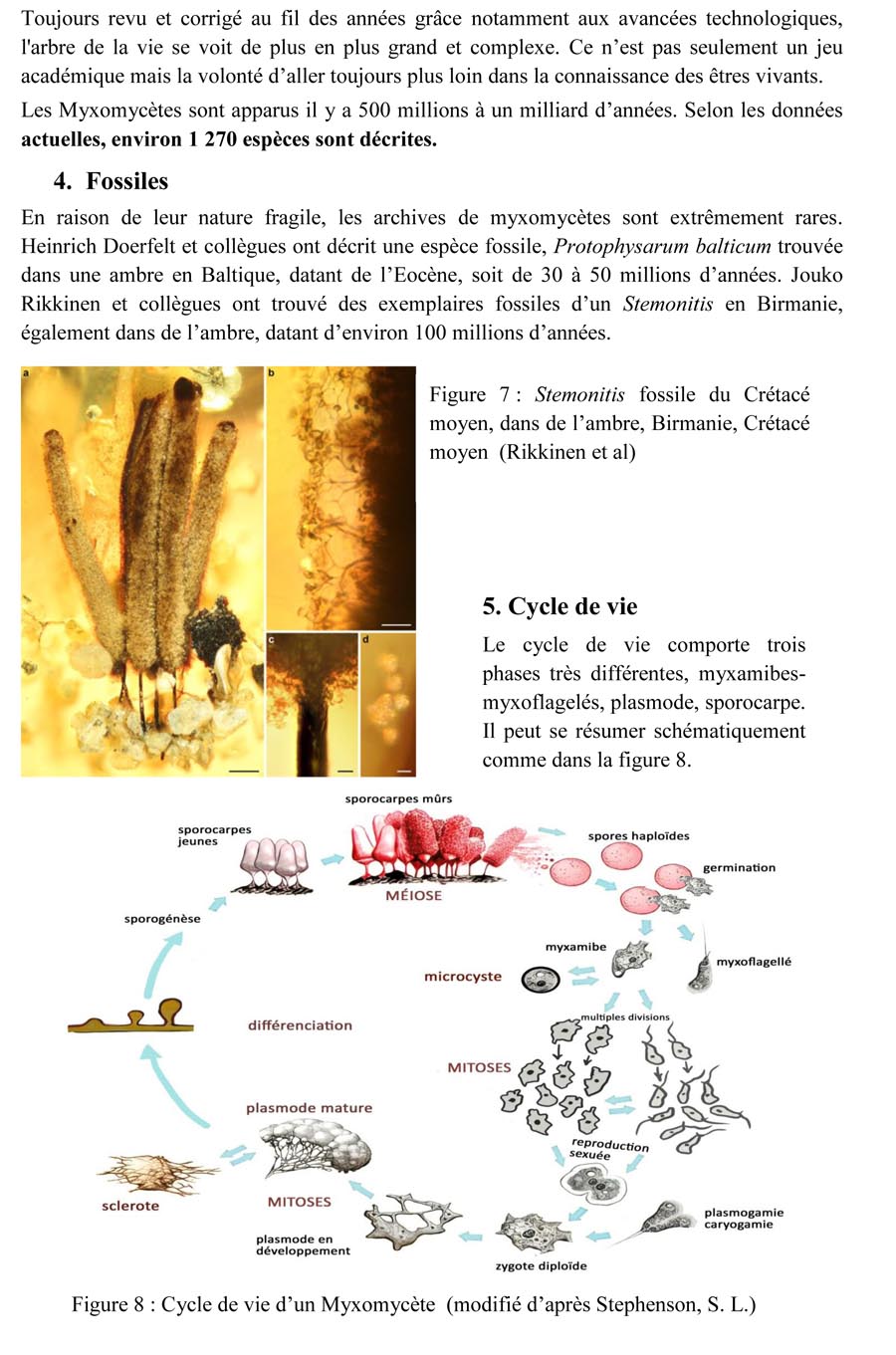 Une introduction à l'histoire et à la biologie des Myxomycètes