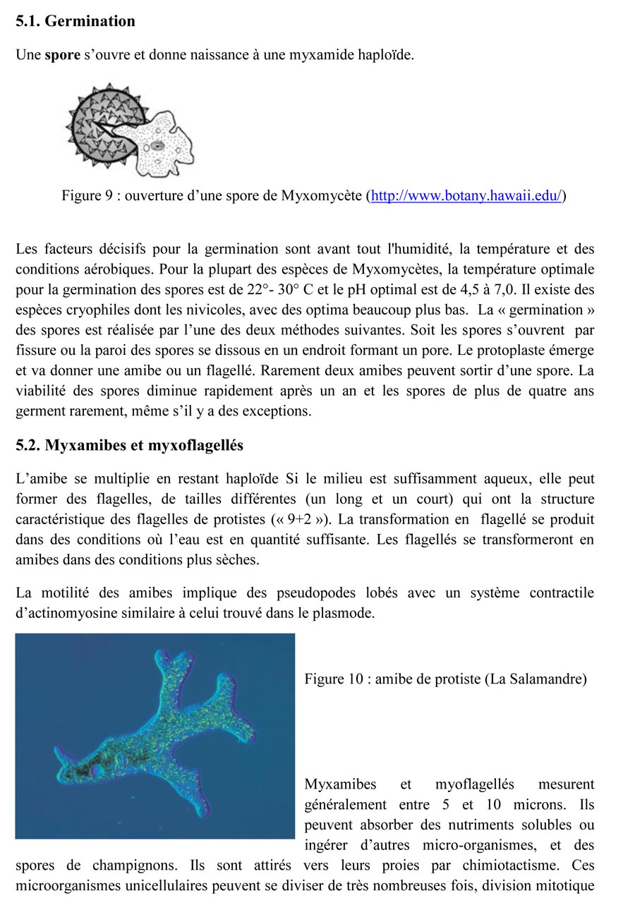 Une introduction à l'histoire et à la biologie des Myxomycètes