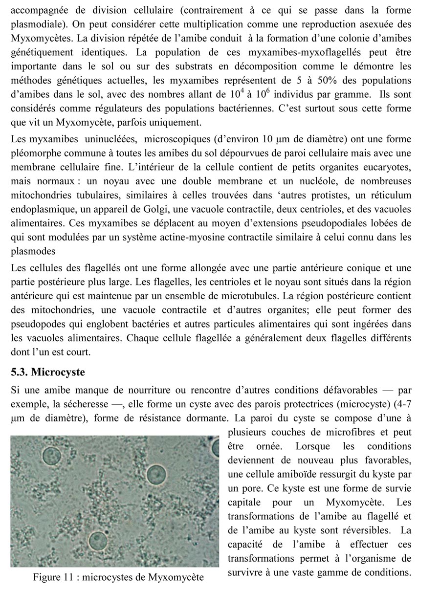 Une introduction à l'histoire et à la biologie des Myxomycètes