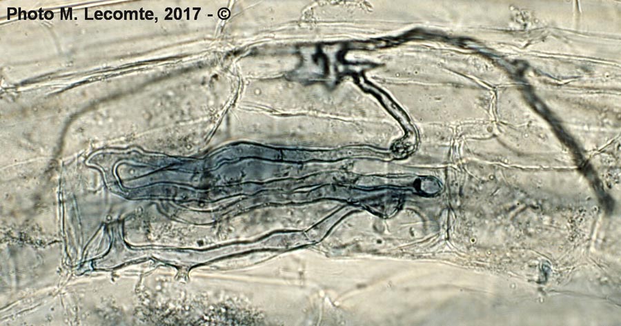 Galeopsis tetrahit (ortie royale)