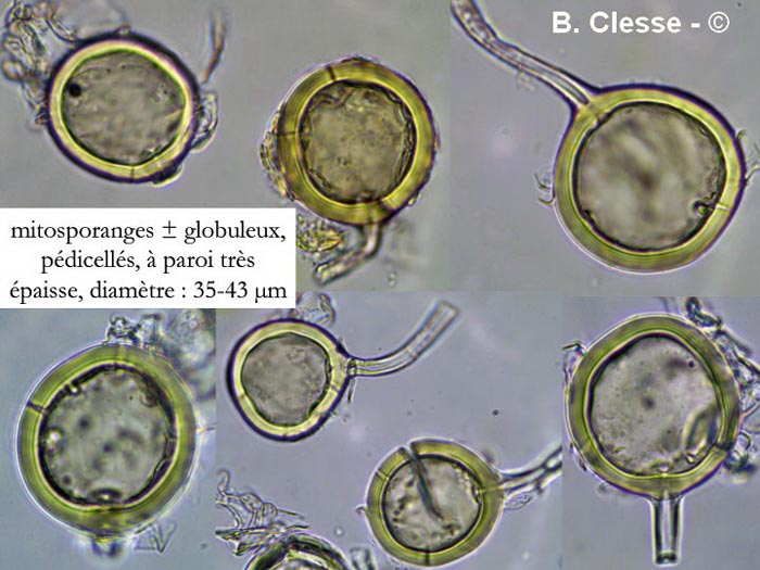 Glomus microcarpum