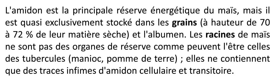 Gloméromycète sur racine de maïs