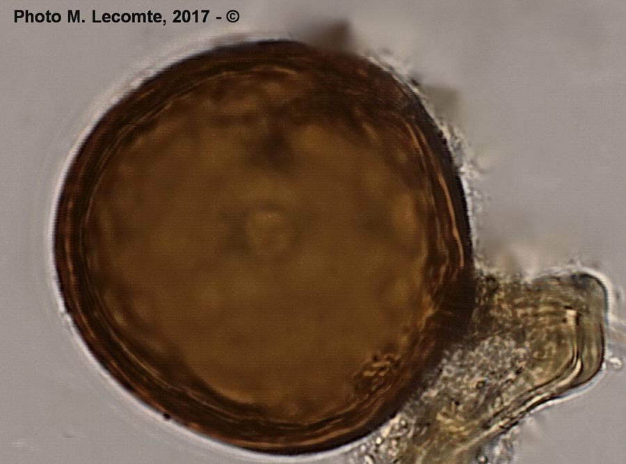 Glomus sp. sur Valerianella locusta