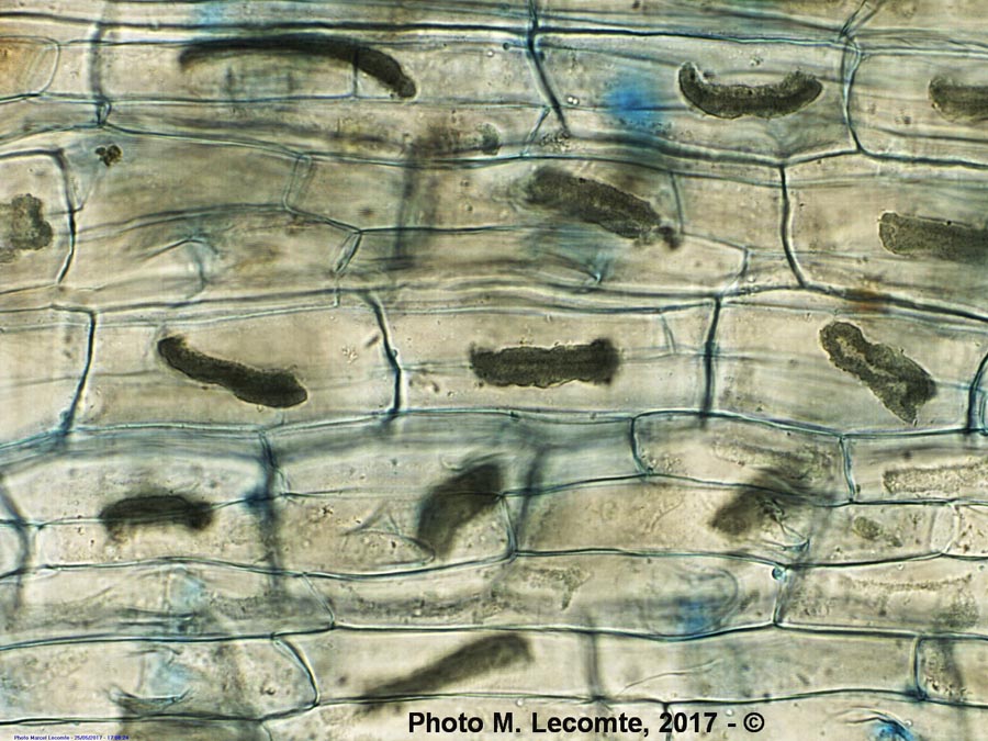 Acer pseudoplatanus (érable sycomore) (M. Lecomte)