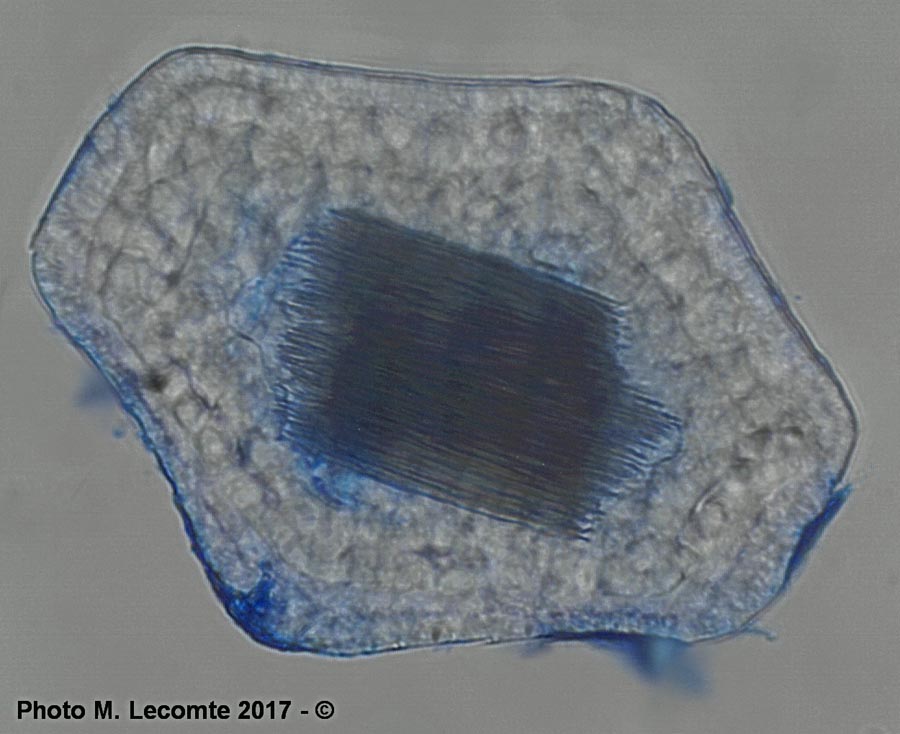 Epipactis helleborine (épipactis à larges feuilles) (avec cellules remplies de raphides)