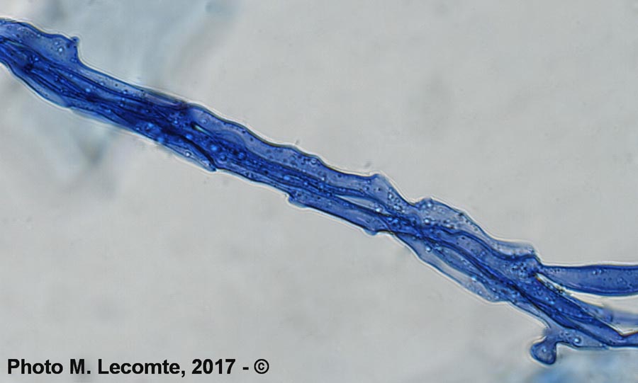 Ligustrum vulgare (troène commun) (M. Lecomte)