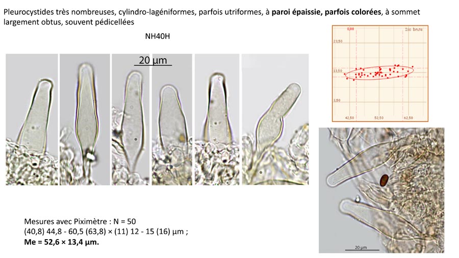 Psathyrella cortinarioides