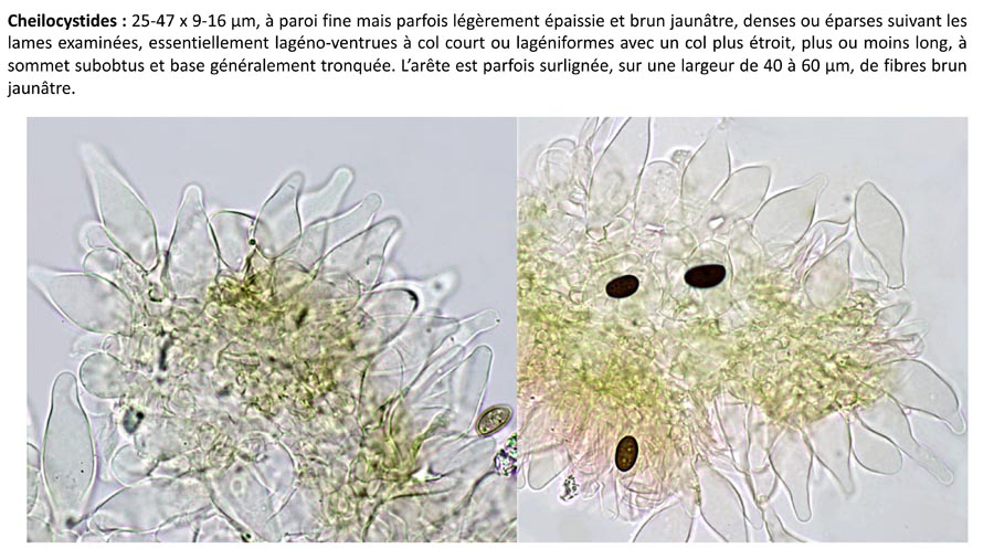 Psathyrella fagetophila