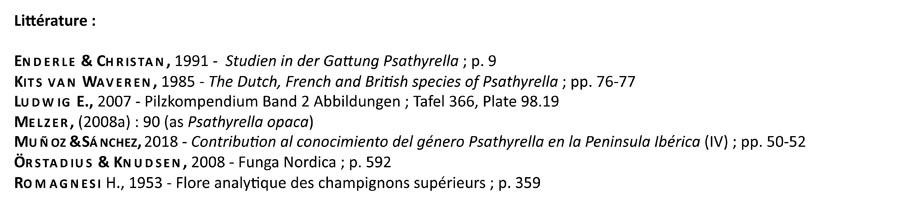 Psathyrella longicauda