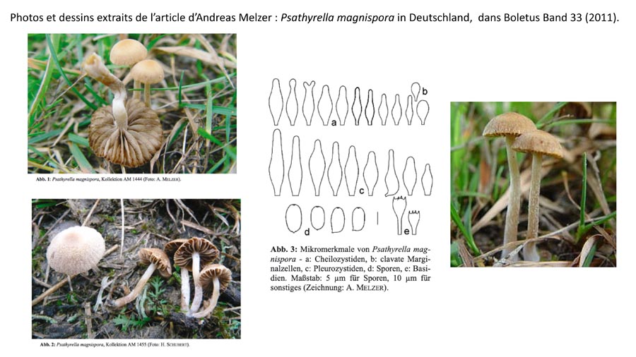 Psathyrella magnispora