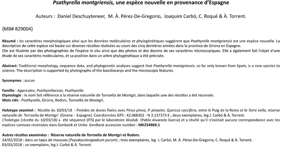 Psathyrella montgriensis