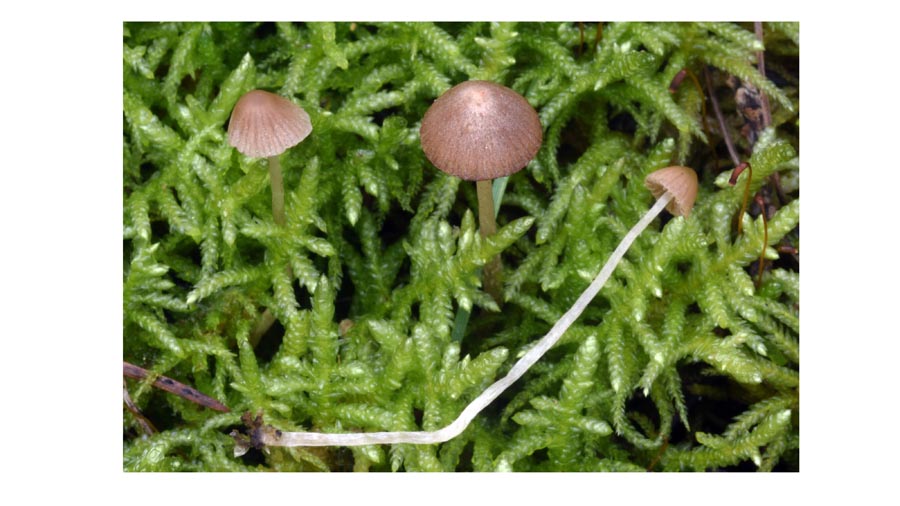 Psathyrella montgriensis