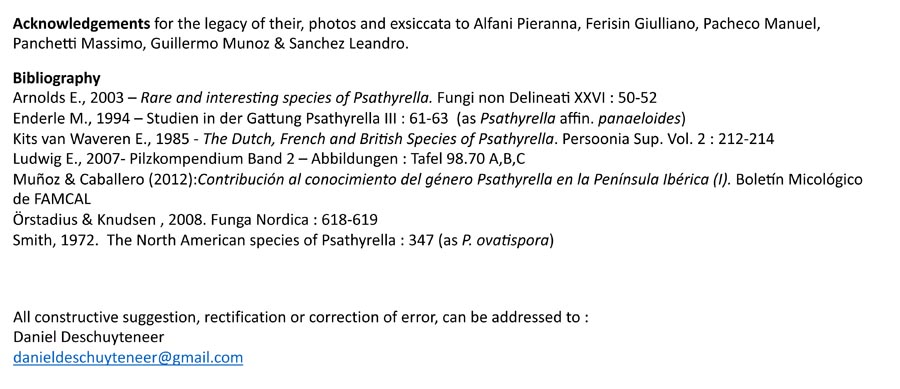 Psathyrella panaeoloides