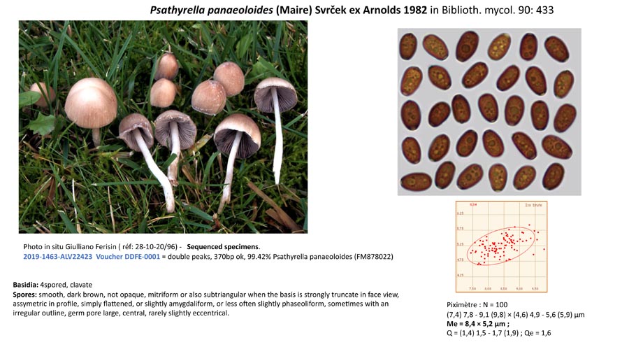 Psathyrella panaeoloides