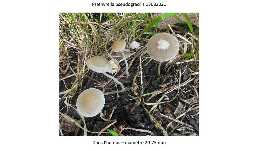 Psathyrella pseudogracilis