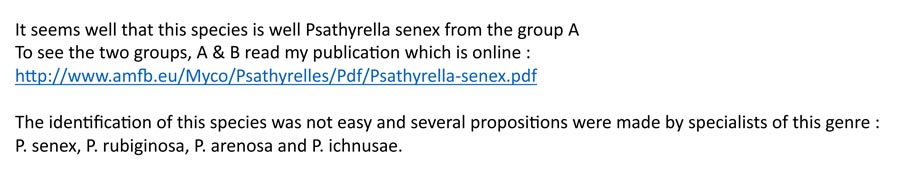 Psathyrella senex groupe A