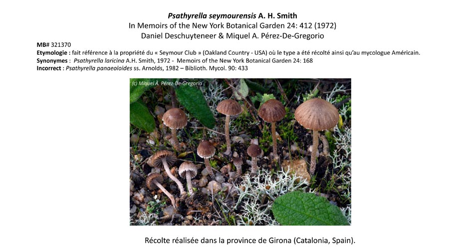 Psathyrella seymourensis