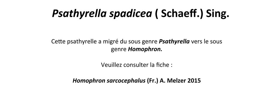 Psathyrella spadicea