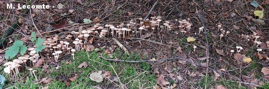 Collybia confluens