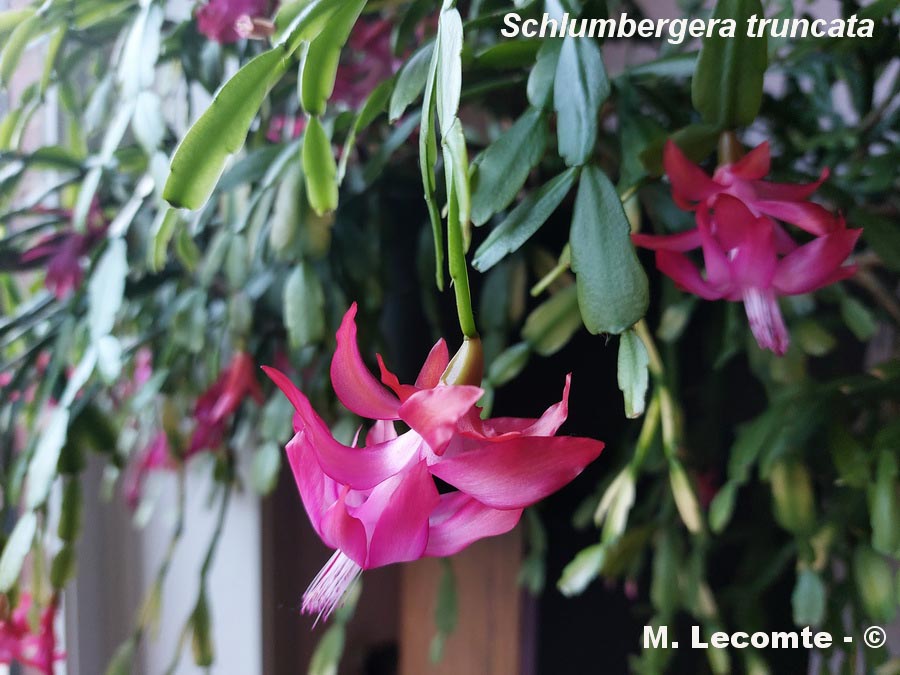 Schlumbergera truncata cactus de Noël)