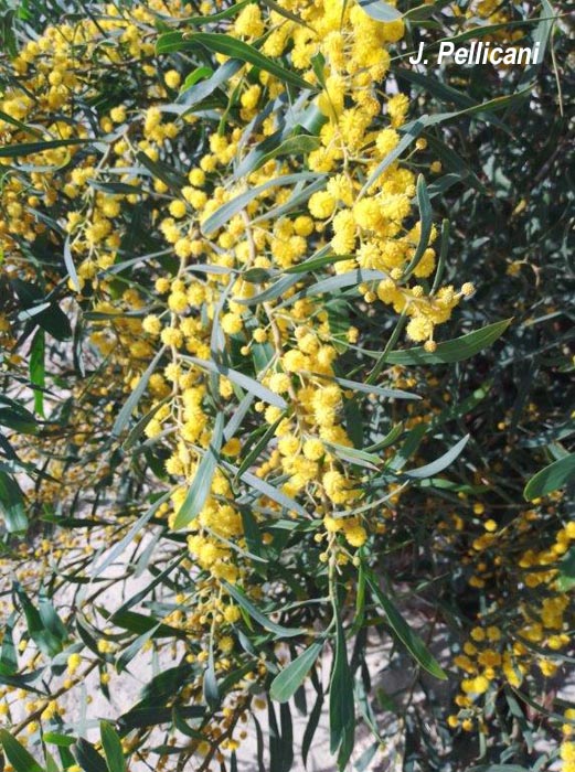 Acacia retinodes
