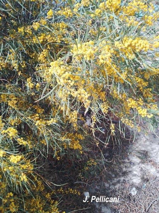 Acacia retinodes