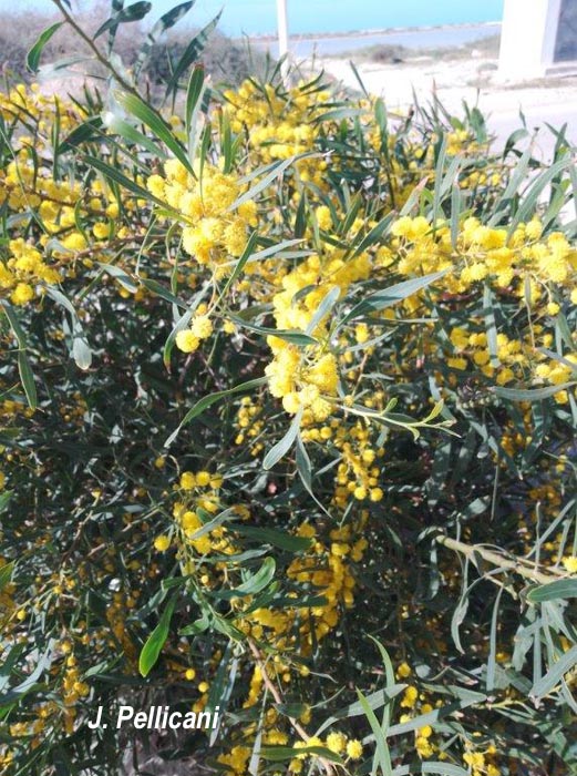 Acacia retinodes