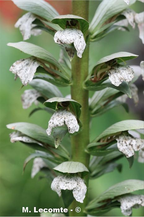 Acanthus mollis