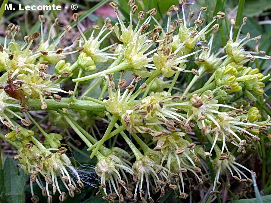 Acer pseudoplatanus