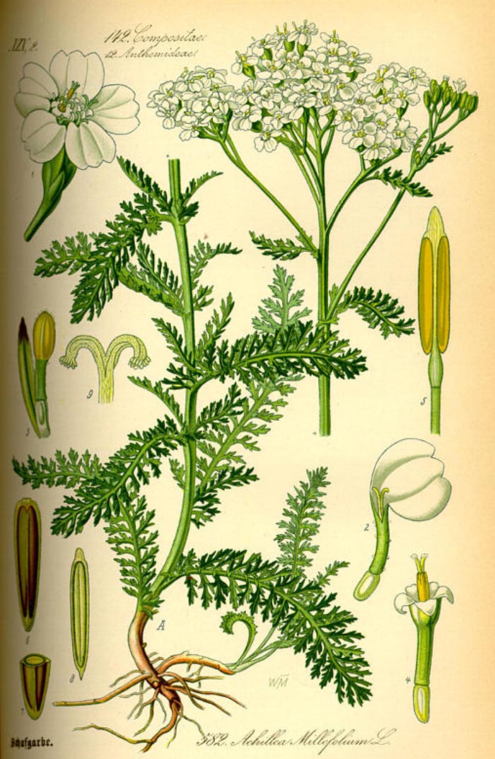 Achillea millefolium