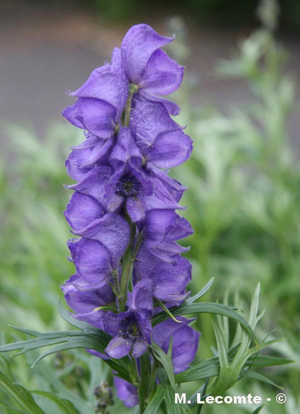 Aconitum napellus