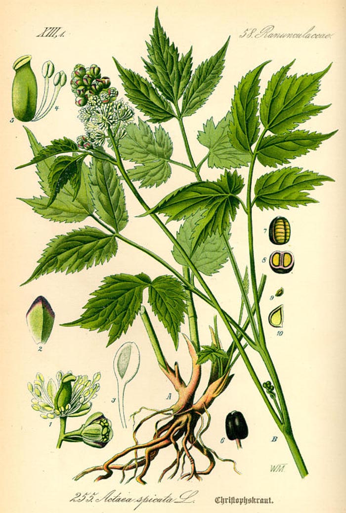 Actaea spicata