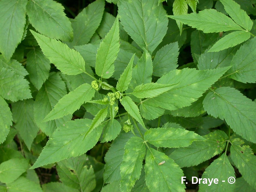 Actaea spicata (actée noire, en épi)
