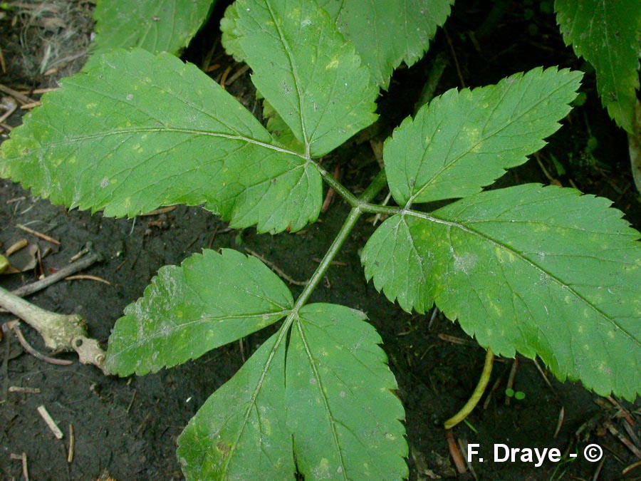 Actaea spicata (actée noire, en épi)