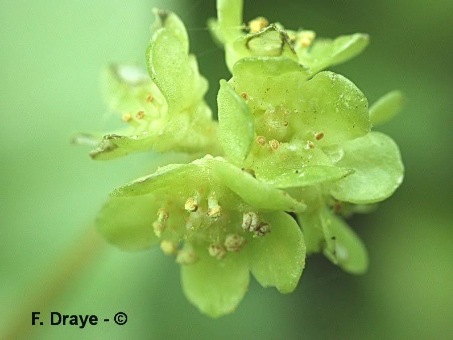 Adoxa moschatellina