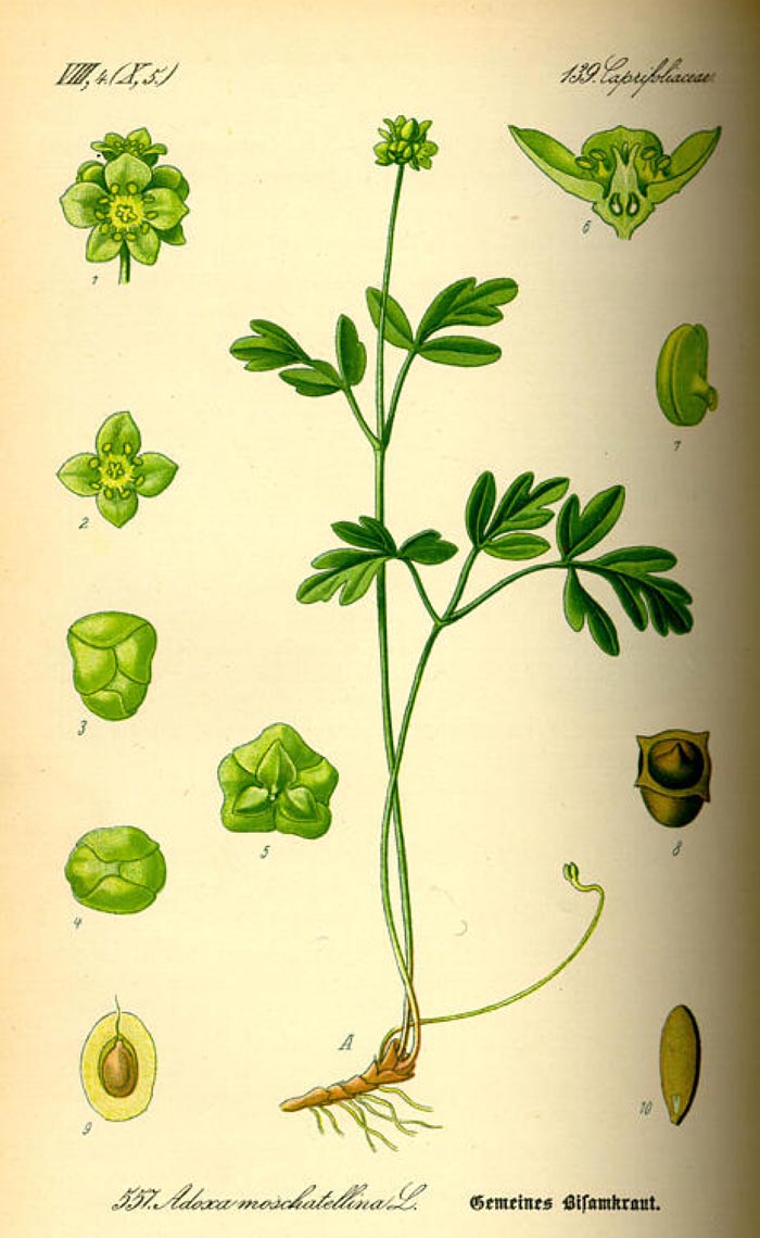 Adoxa moschatellina