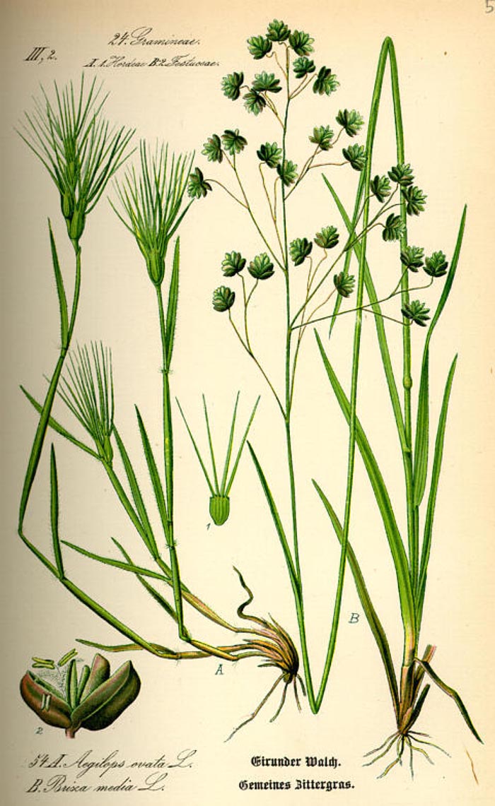 Aegilops geniculata
